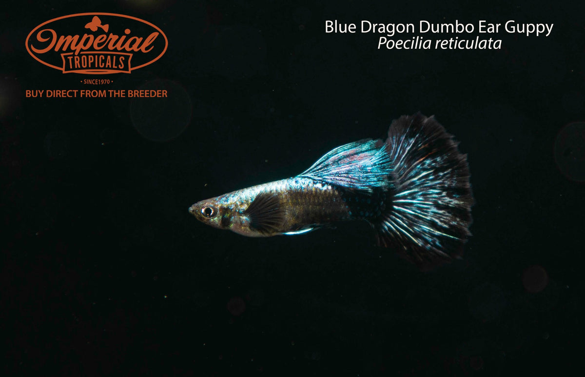 Blue Dragon Dumbo Ear Guppy (Poecilia reticulata)