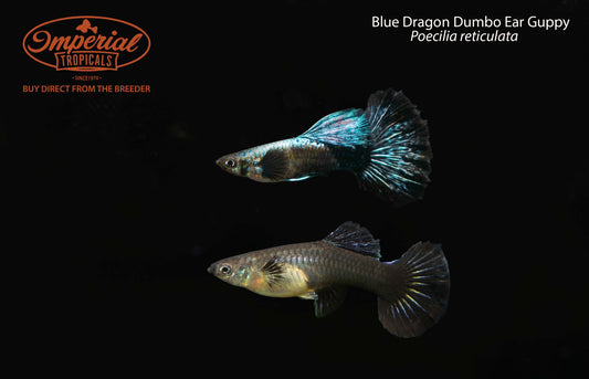 Blue Dragon Dumbo Ear Guppy (Poecilia reticulata)