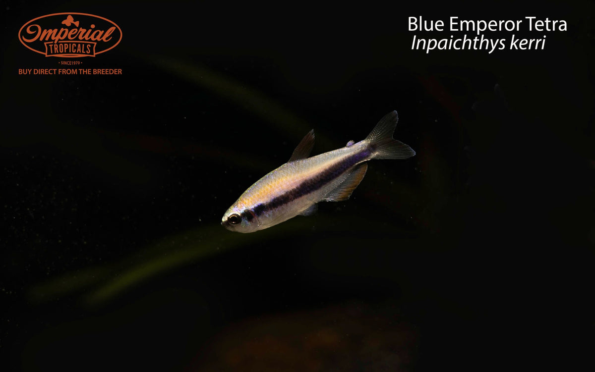 Blue Emperor Tetra (Inpaichthys kerri)