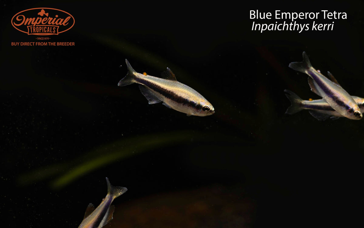 Blue Emperor Tetra (Inpaichthys kerri)