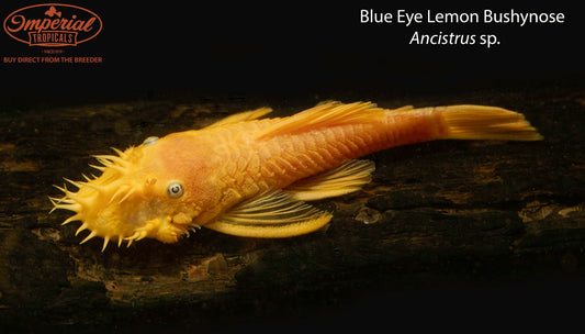 Blue Eye Lemon Bushynose