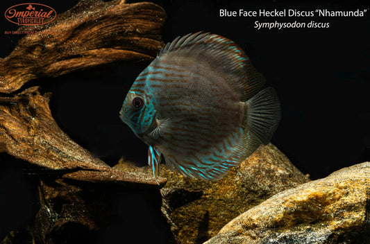 Blue Face Heckel Discus "Nhamunda" (Symphysodon discus)