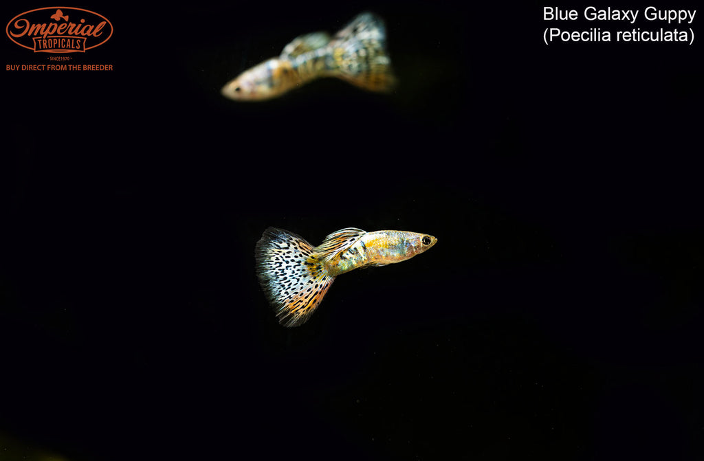 Blue Galaxy Guppy (Poecilia reticulata) – Imperial Tropicals