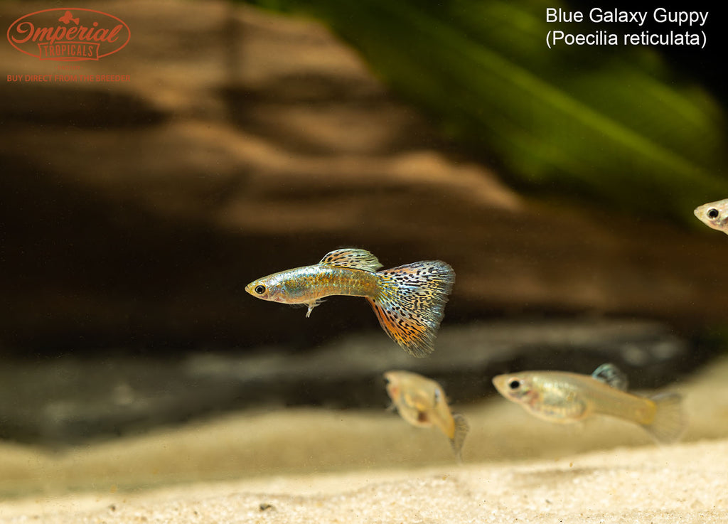 Blue Galaxy Guppy (Poecilia reticulata) – Imperial Tropicals