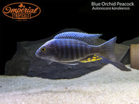 BOGO Blue Orchid Peacock
