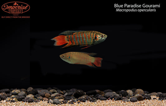 Blue Paradise Gourami