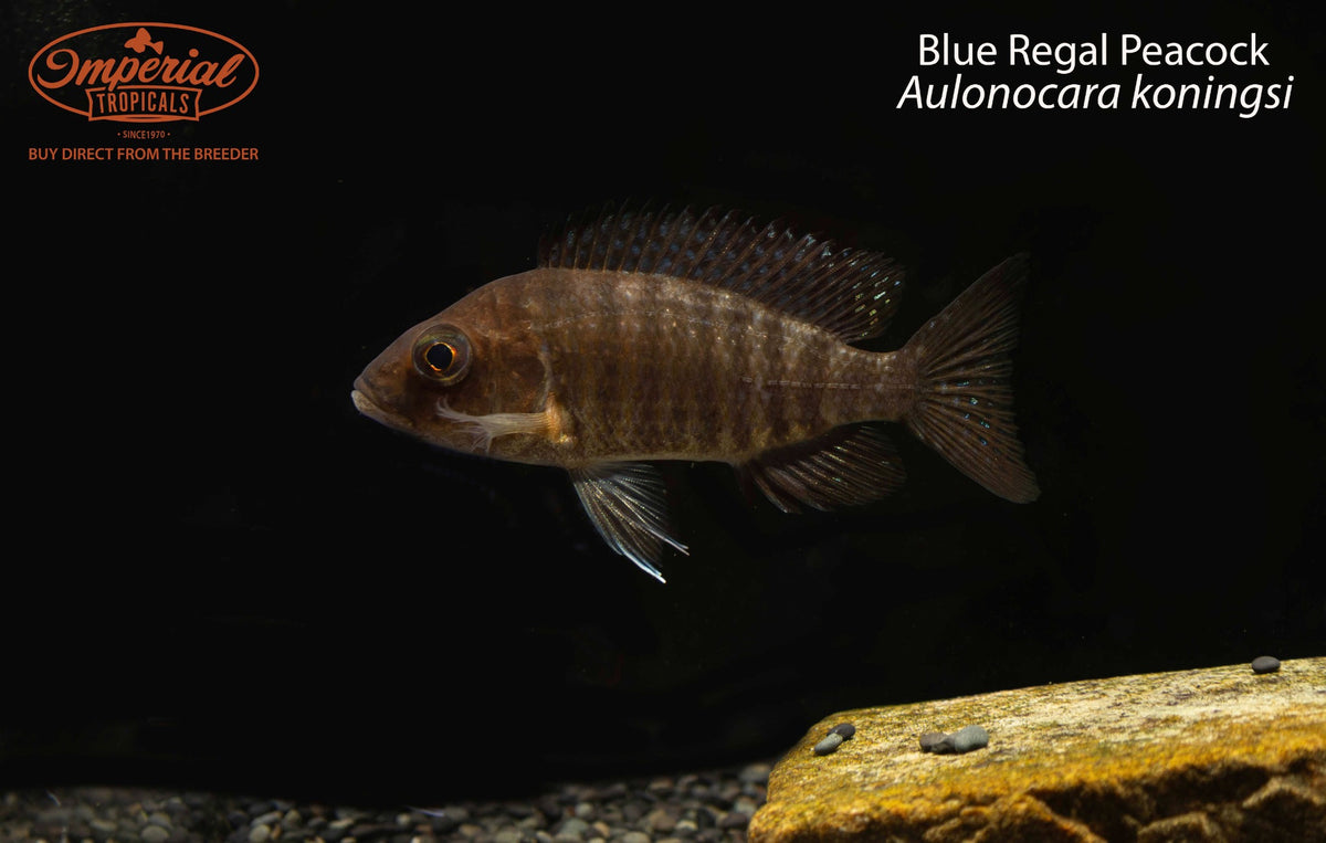 Blue Regal Peacock (Aulonocara koningsi)