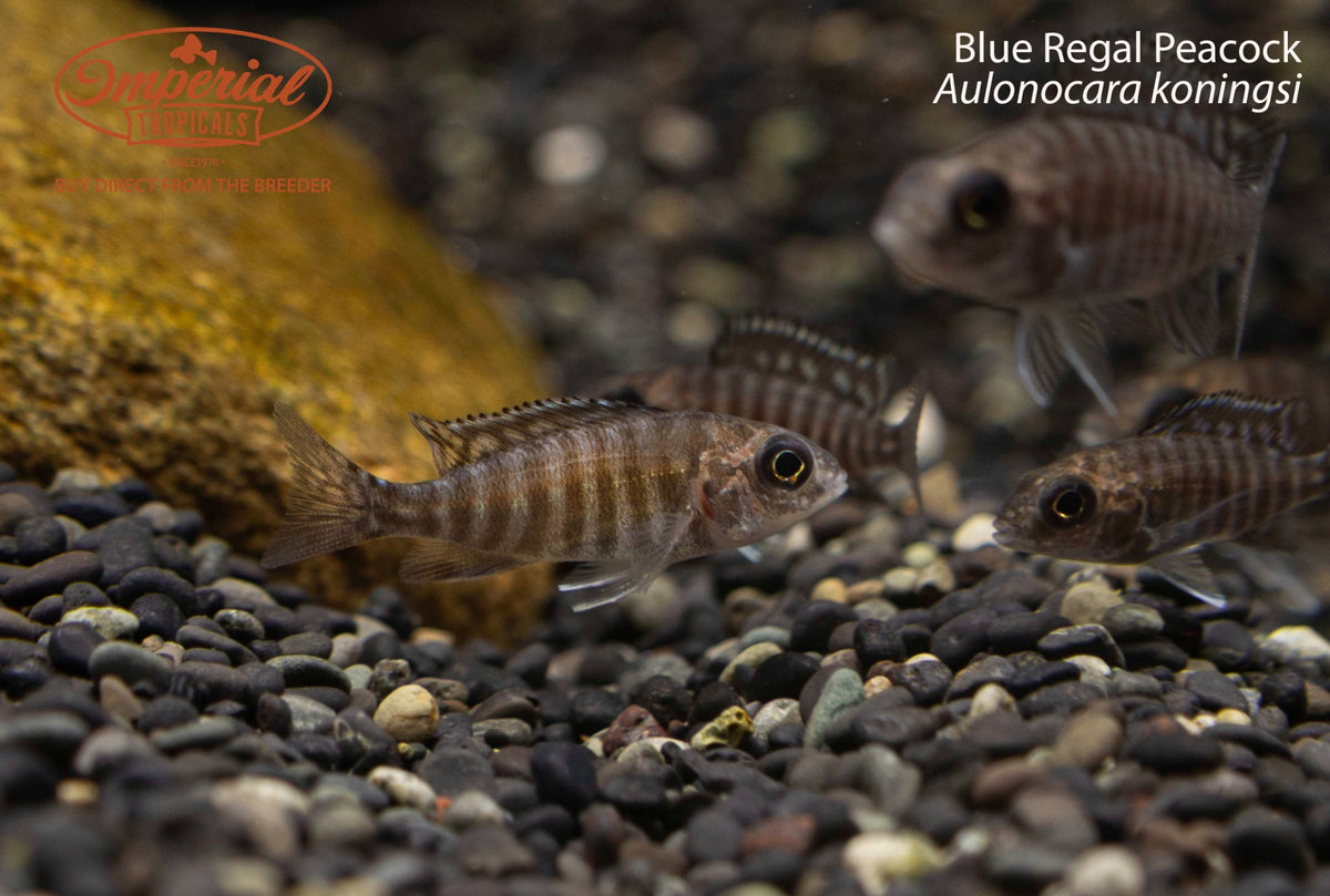 Blue Regal Peacock (Aulonocara koningsi)