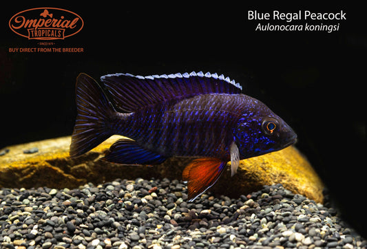 Blue Regal Peacock (Aulonocara koningsi)
