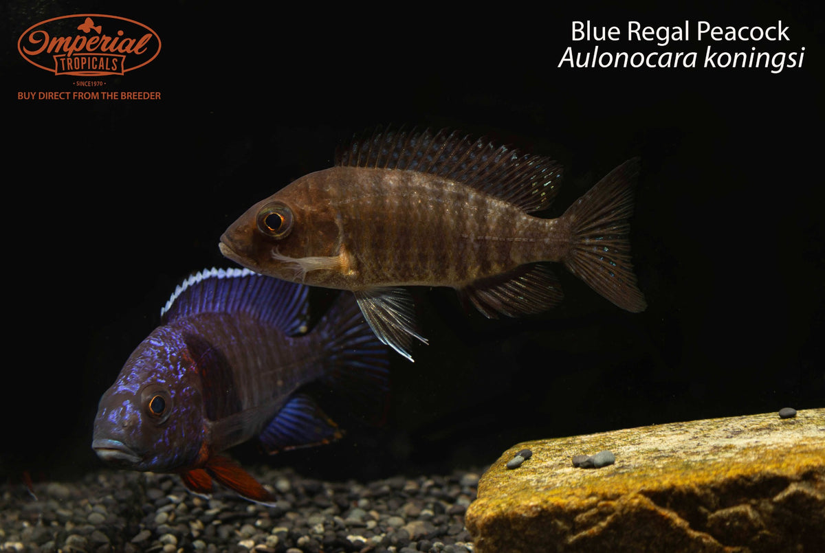 Blue Regal Peacock (Aulonocara koningsi)