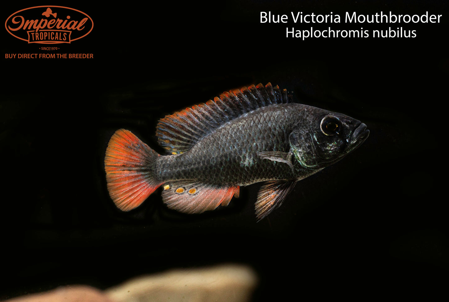 Blue Victoria Mouthbrooder