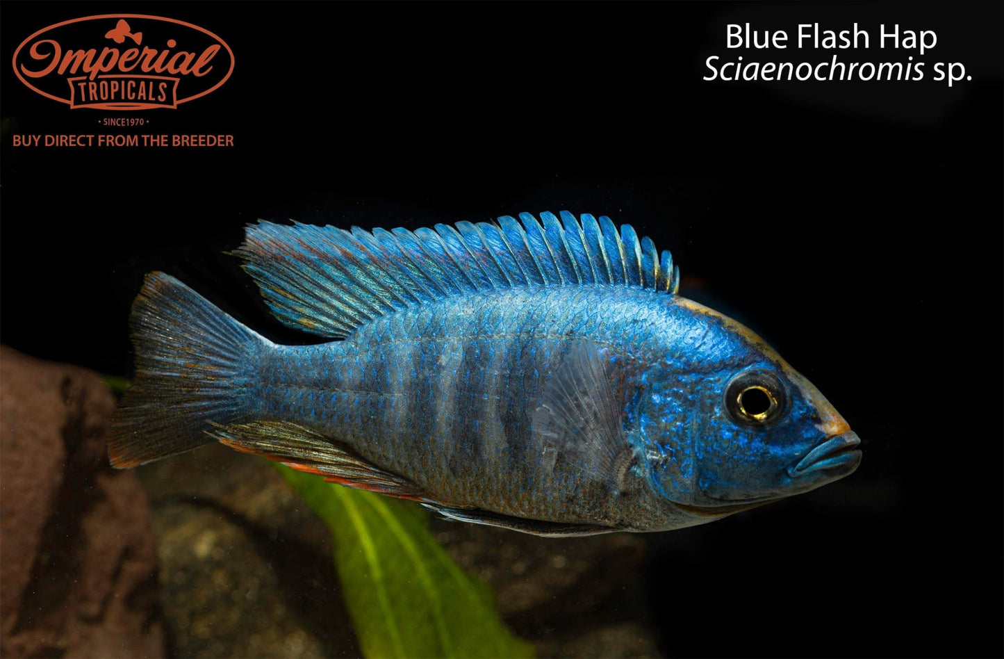 Blue Flash Hap (Sciaenochromis sp.)