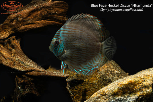 Blue Face Heckel Discus "Nhamunda"