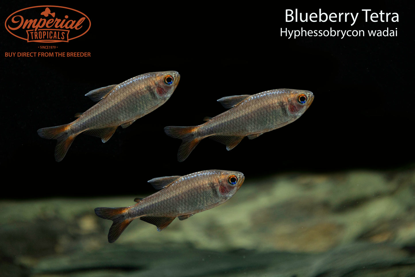 Blueberry Tetra