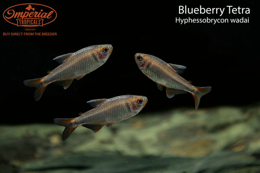 Blueberry Tetra