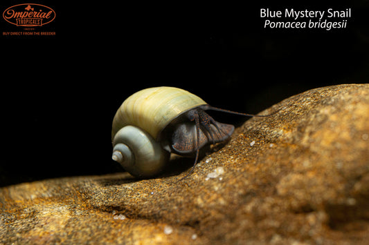 Blue Mystery Snail