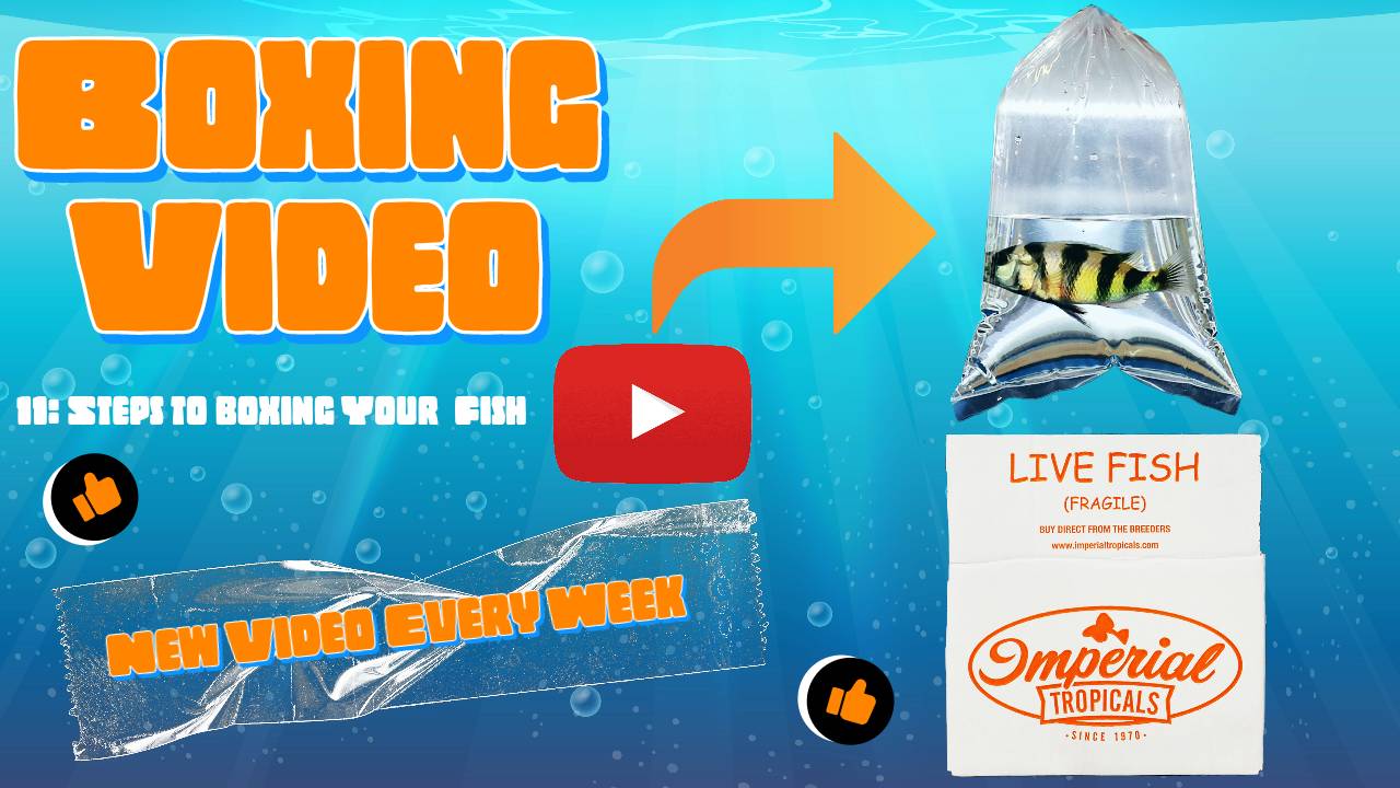 Spotted Silver Dollar