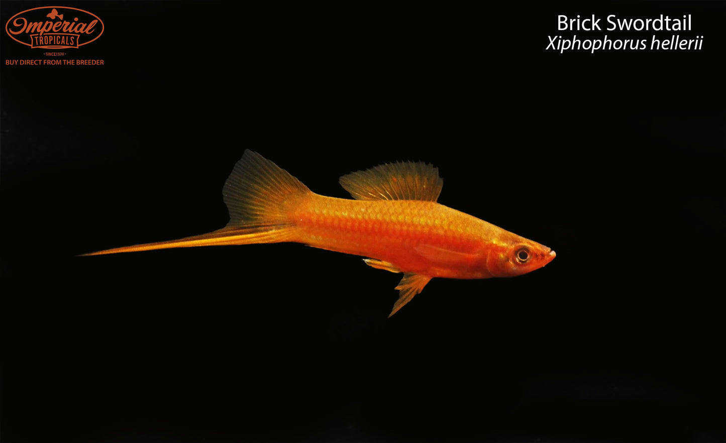 Brick Swordtail