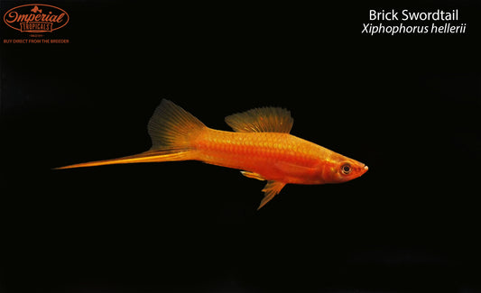 Brick Swordtail