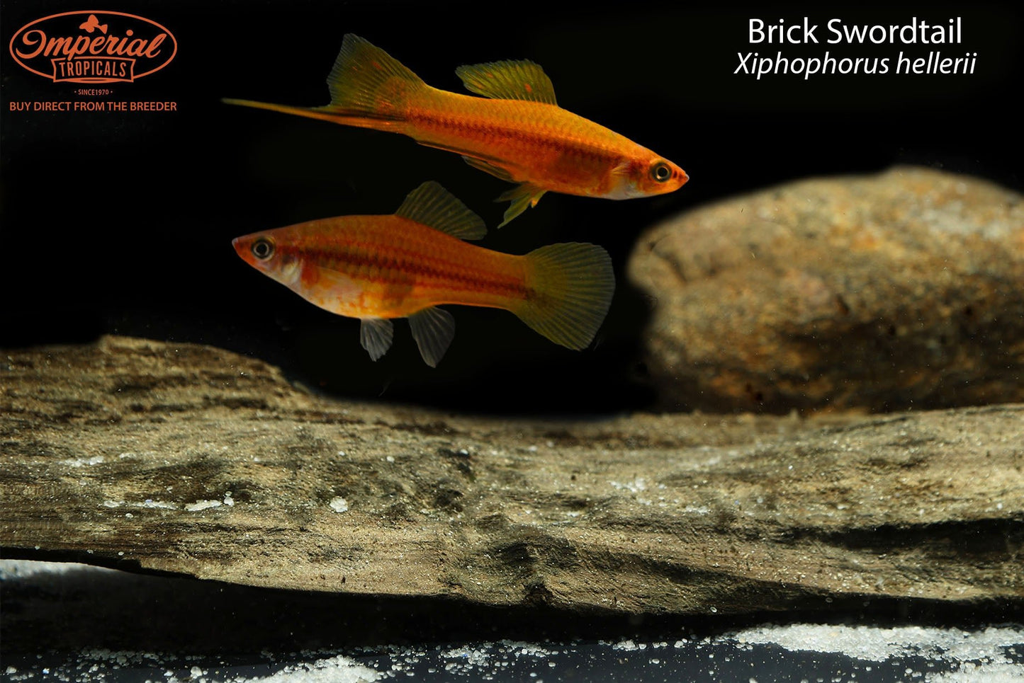 Brick Swordtail