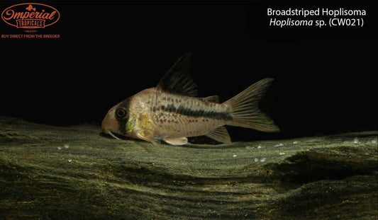 Broadstriped Hoplisoma