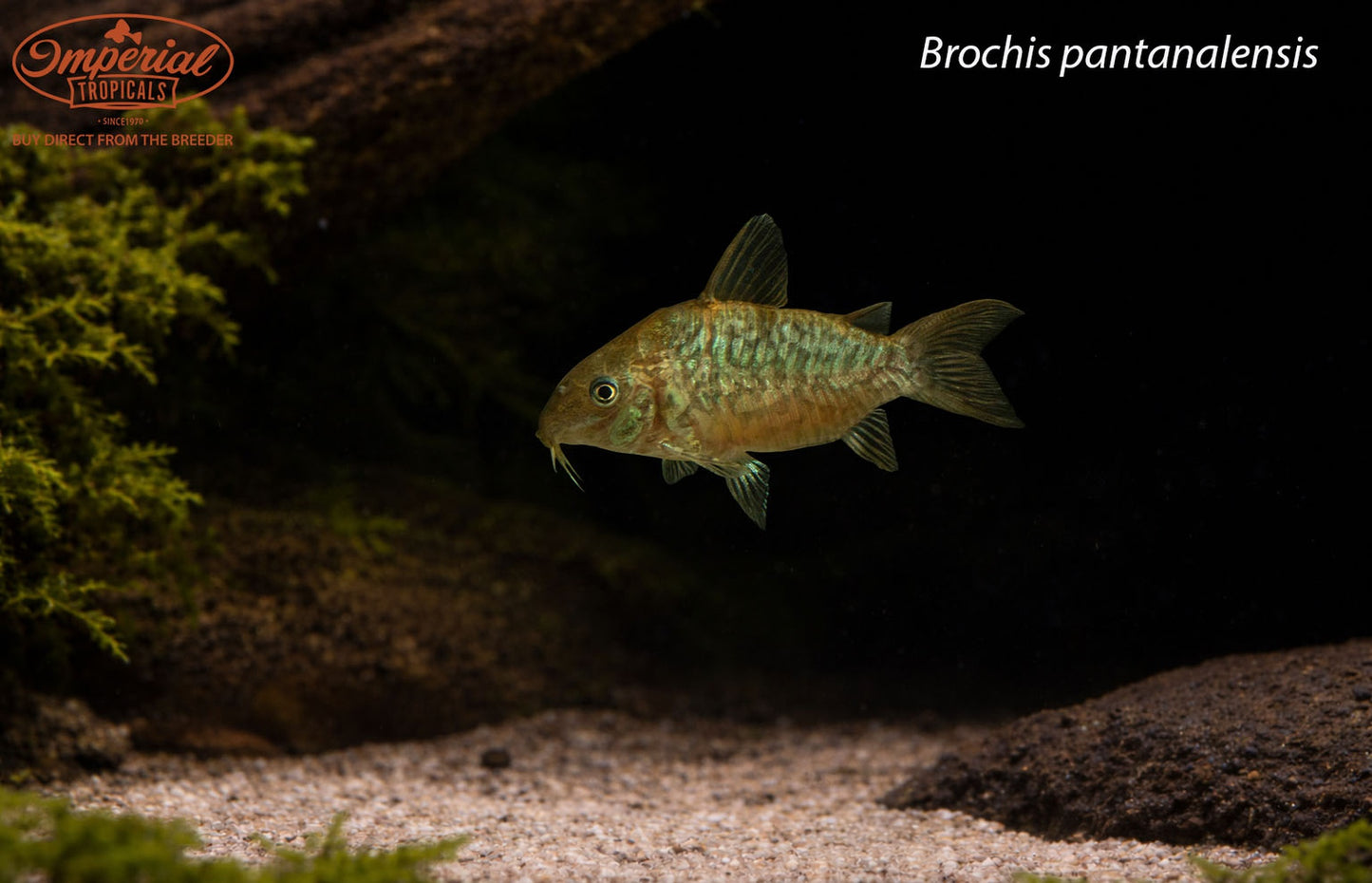 Brochis pantanalensis