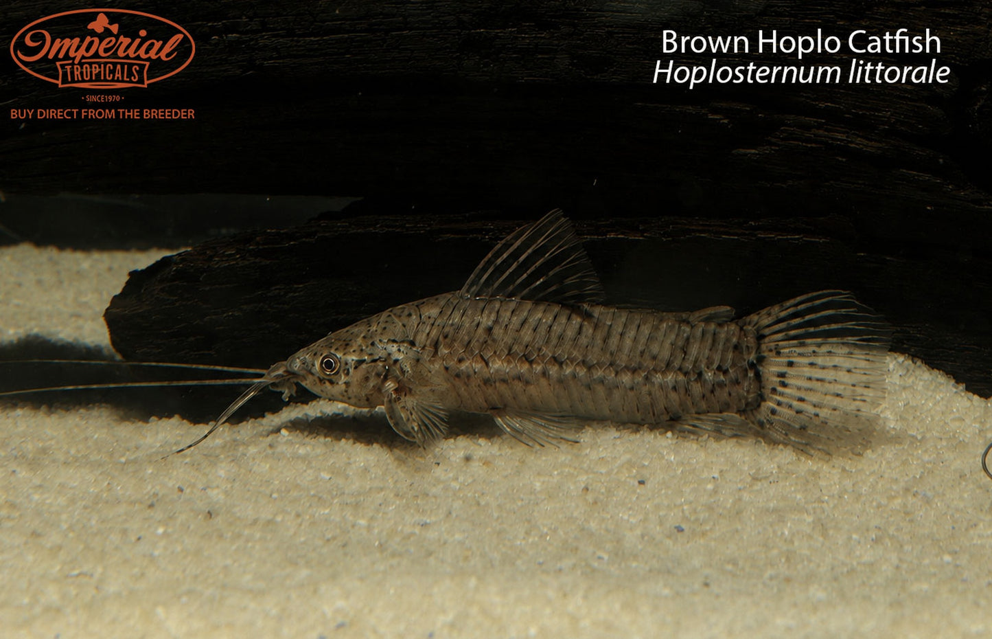 Brown Hoplo Catfish