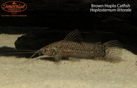 Brown Hoplo Catfish