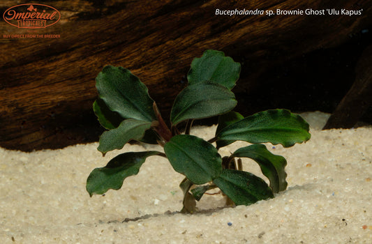 Bucephalandra Brownie Ghost 'Ulu Kapus'