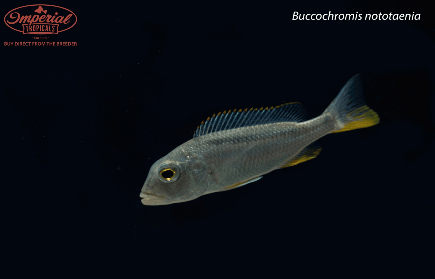 Buccochromis nototaenia