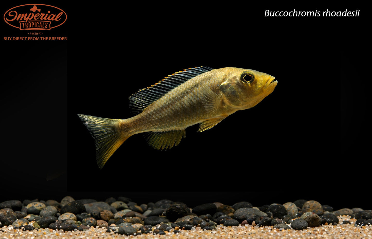 Buccochromis rhoadesii