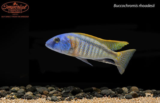 Buccochromis rhoadesii