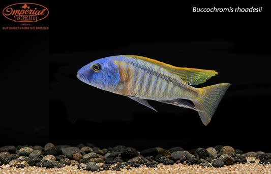 BOGO Buccochromis rhoadesii