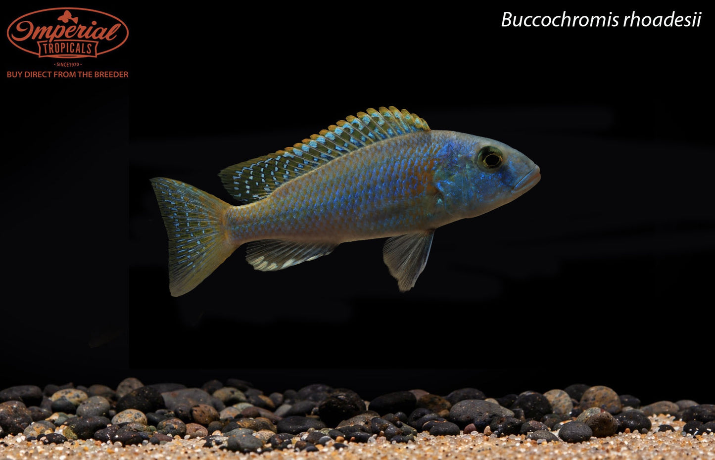 Buccochromis rhoadesii