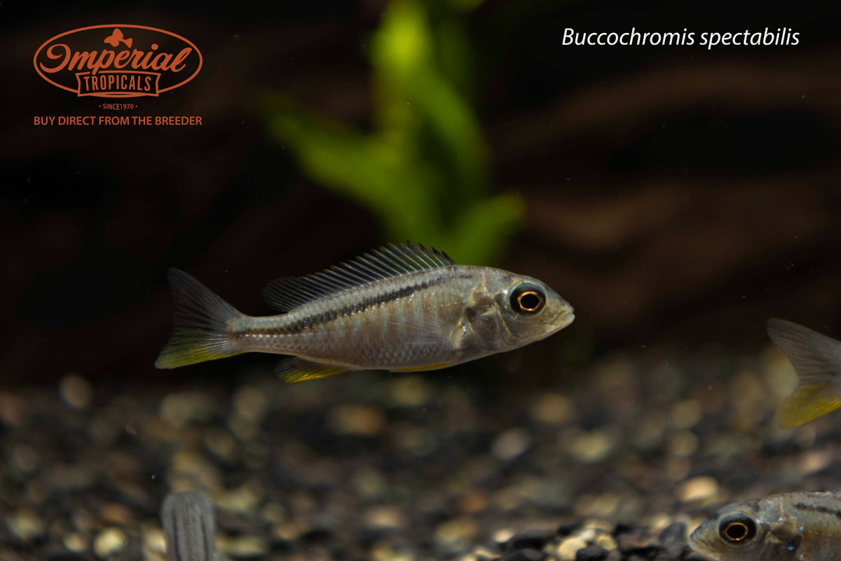 Buccochromis spectabilis