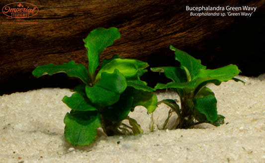 Bucephalandra Green Wavy