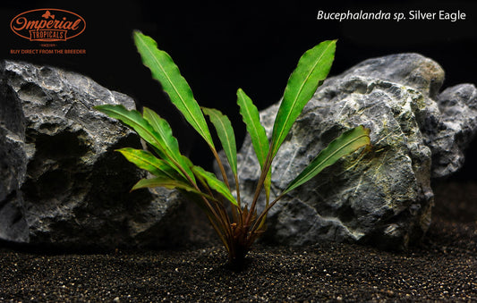 Bucephalandra sp. Silver Eagle