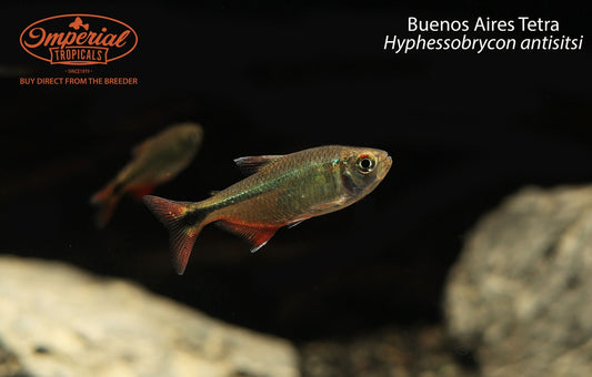 Buenos Aires Tetra