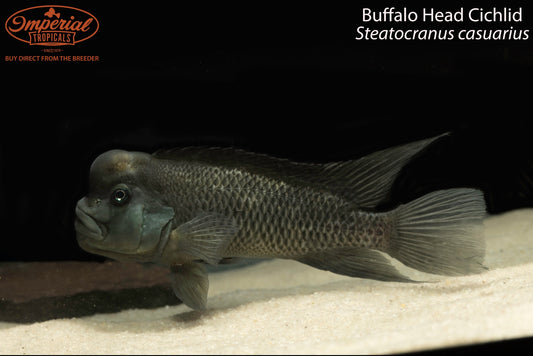 Buffalo Head Cichlid