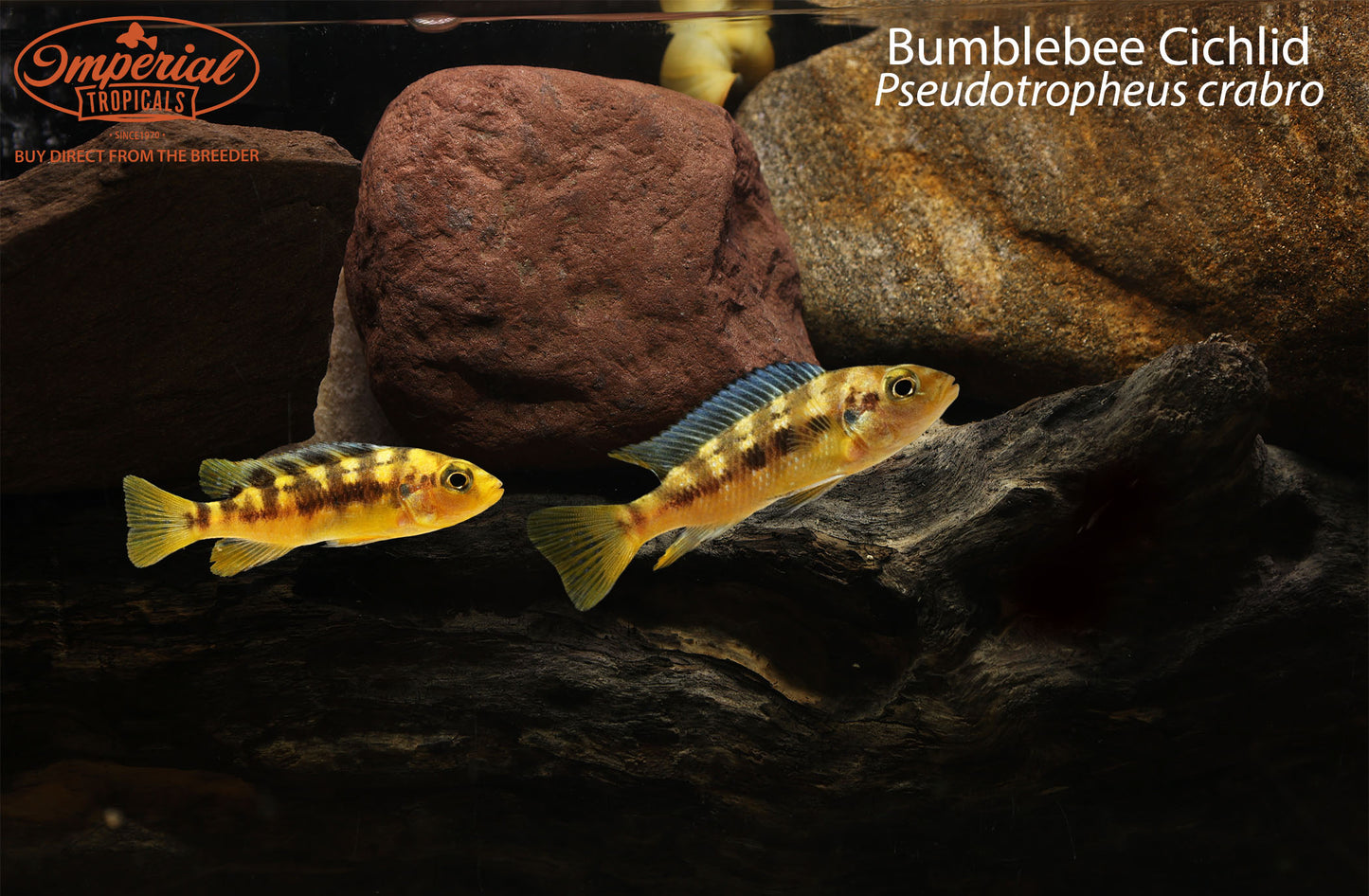 Bumblebee Cichlid