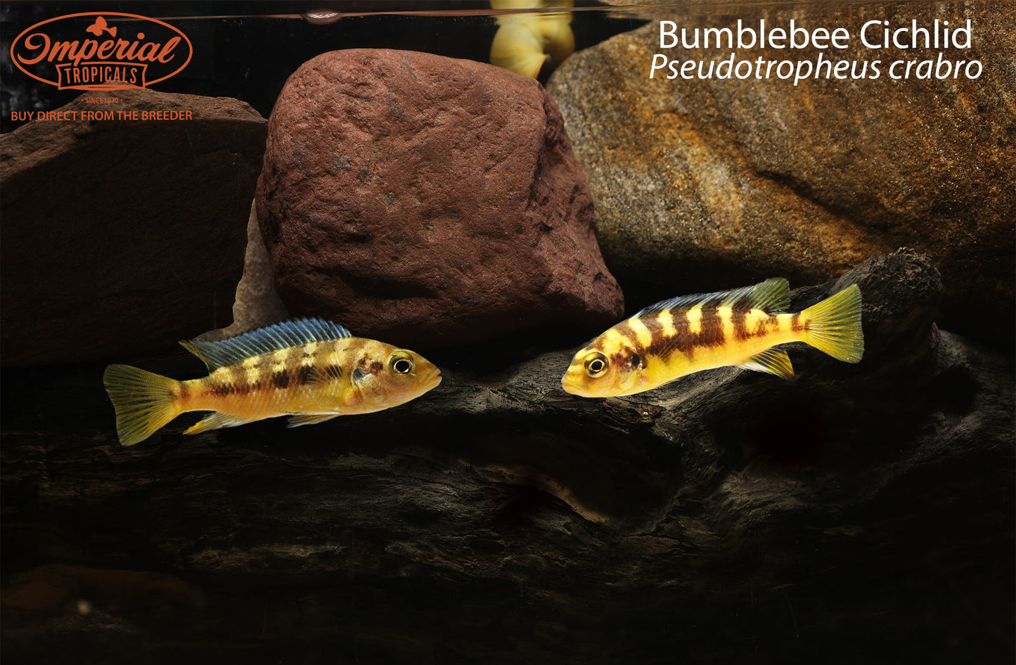 Bumblebee Cichlid