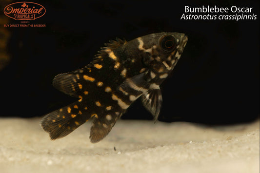Bumblebee Oscar