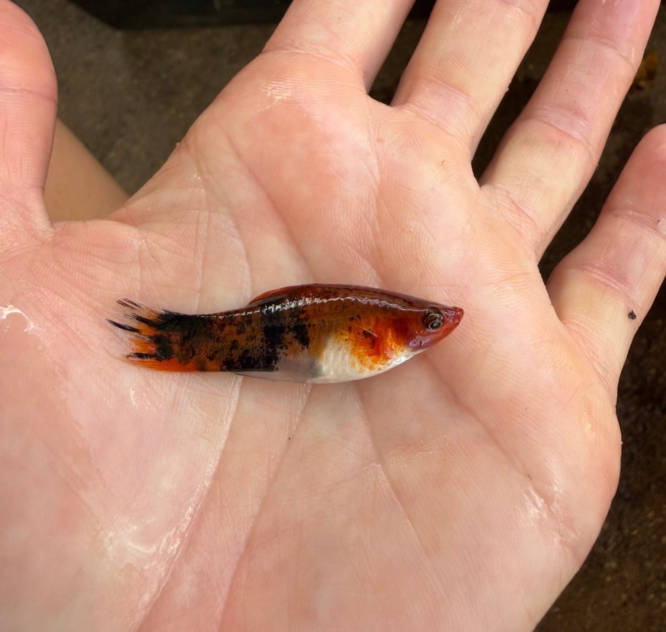 Sanke Koi Swordtail
