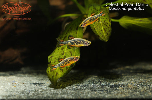 Celestial Pearl Danio