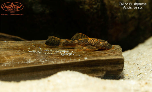 Calico Bushynose