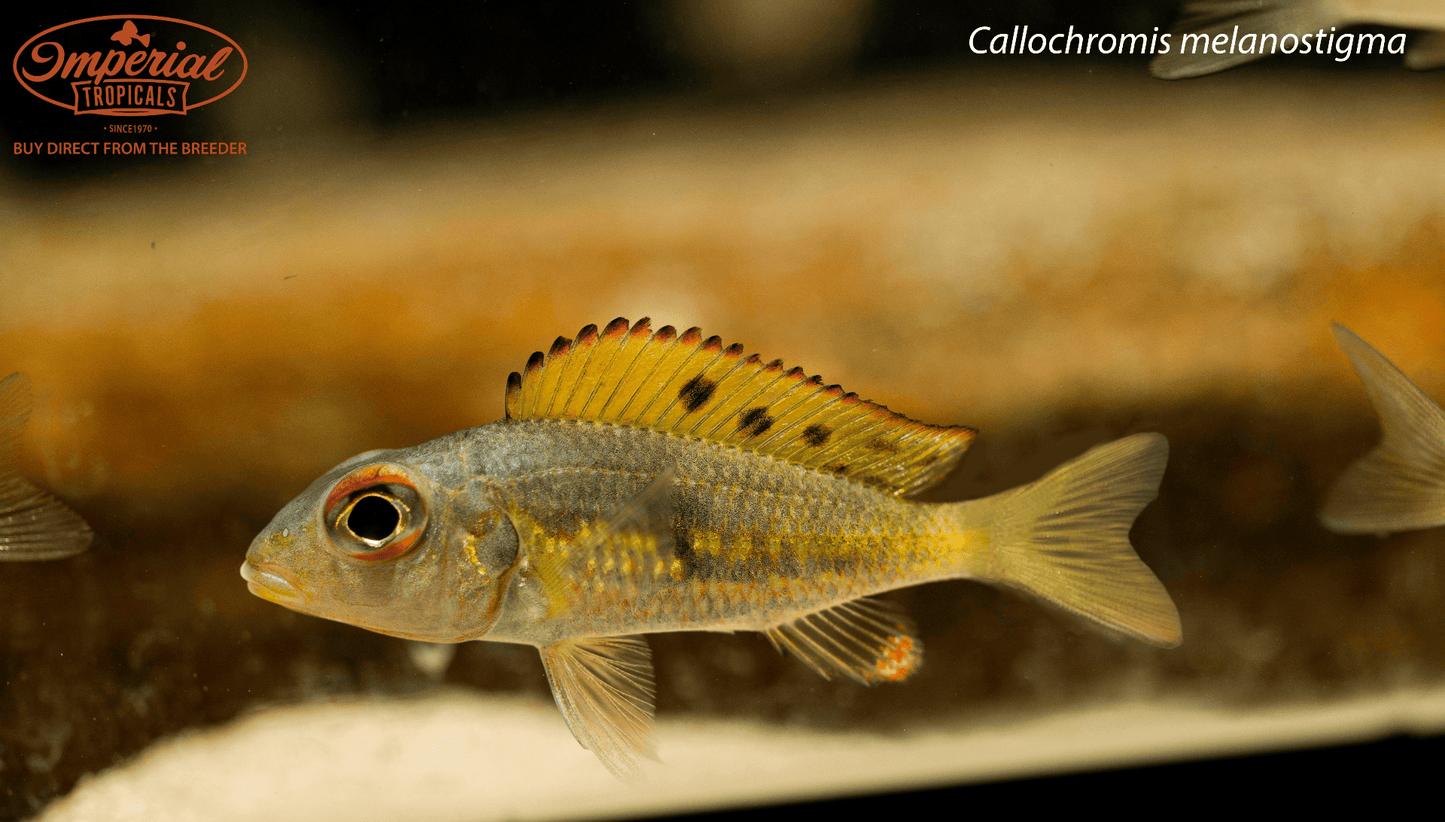 BOGO Callochromis melanostigma