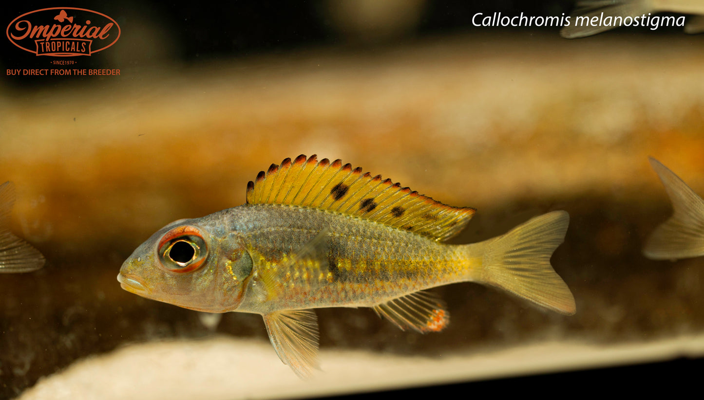 Callochromis melanostigma