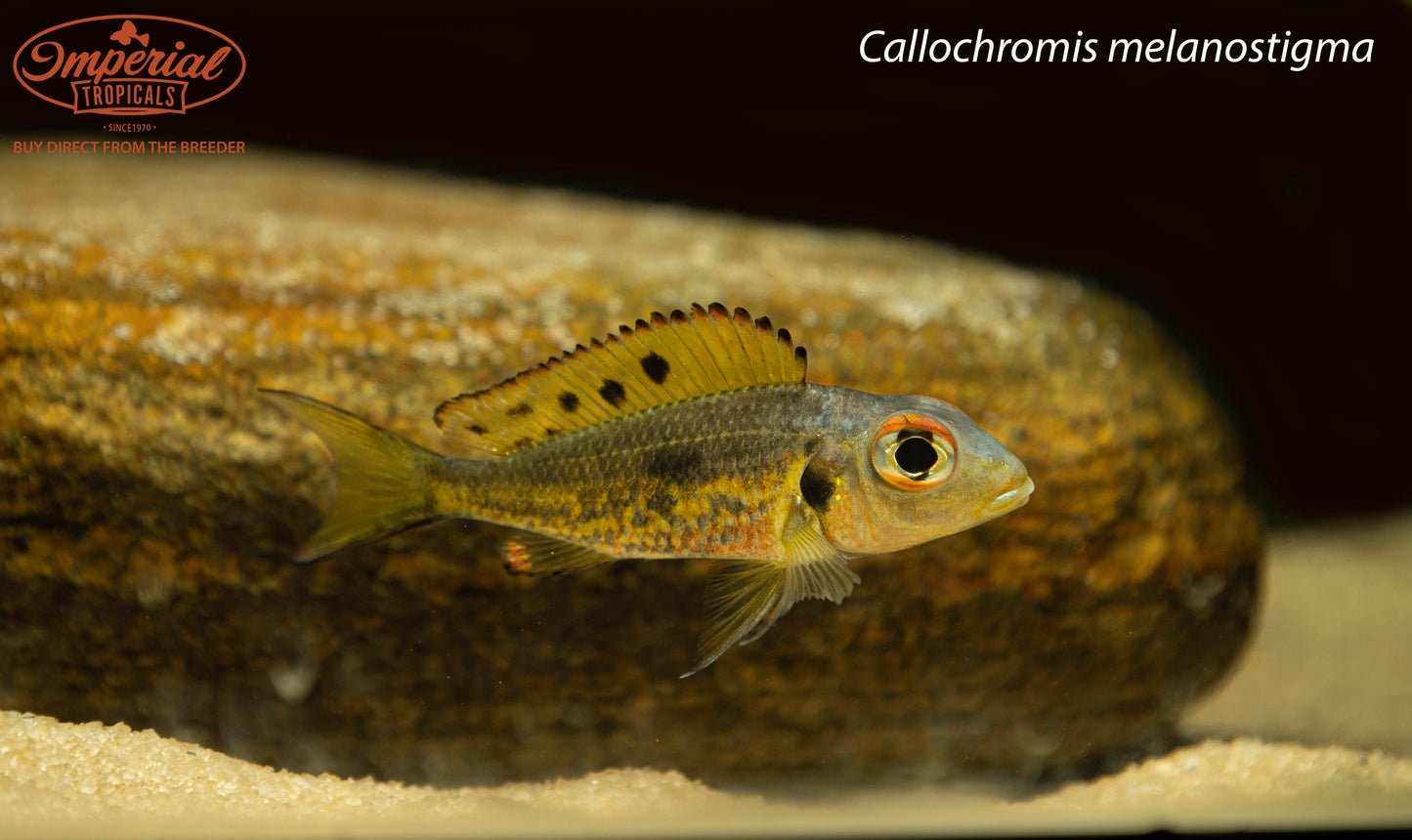 Callochromis melanostigma