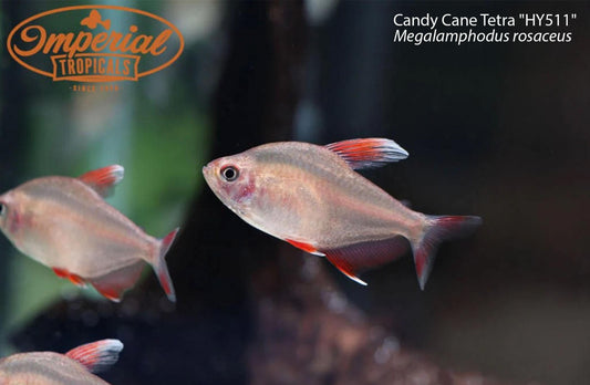 BOGO Candy Cane Tetra "HY511"
