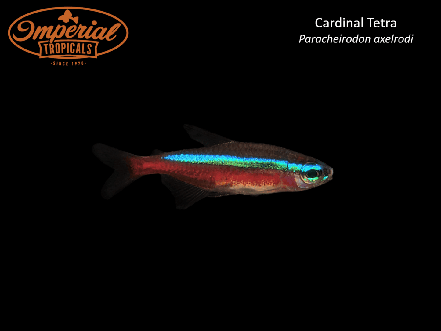 Cardinal Tetra